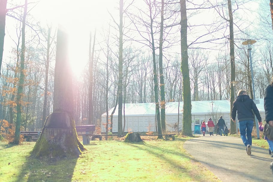 konferenz, tent, zelt, sun, trees, forest, family, morning
