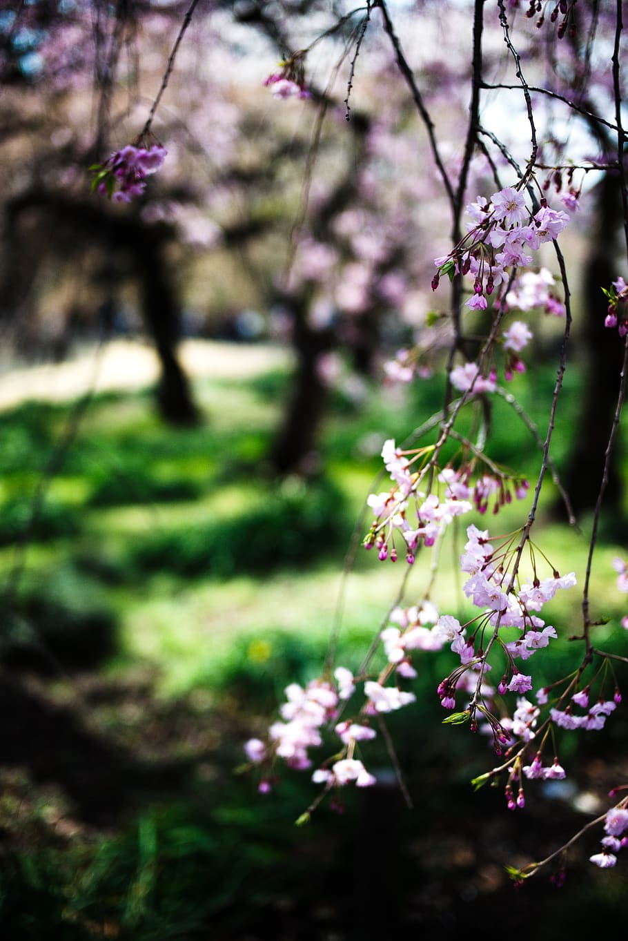 japan, shinjuku-ku, shinjuku gyoen national garden, park, pink, HD wallpaper