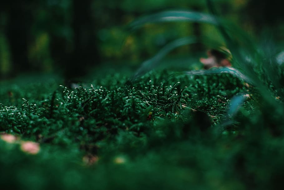 Hình nền cỏ xanh lá sẽ cho bạn cảm giác như đang có một bức tranh thiên nhiên mở rộng đẹp lung linh ngay trước mắt. Hãy thưởng thức màu sắc xanh mát và cảm nhận sự thư giãn của bản thân nhé!
