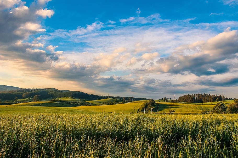 landscape, sky, grass, clouds, nature, field, tree, afternoon HD wallpaper