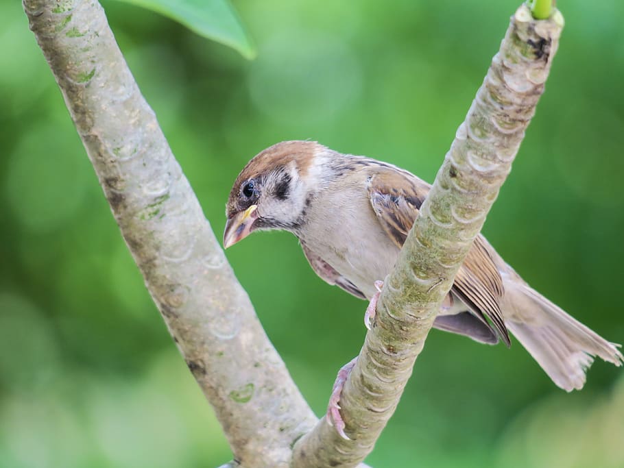 palm, feather, bird, stone, sparrow, beak, eye, coffee, fly HD wallpaper