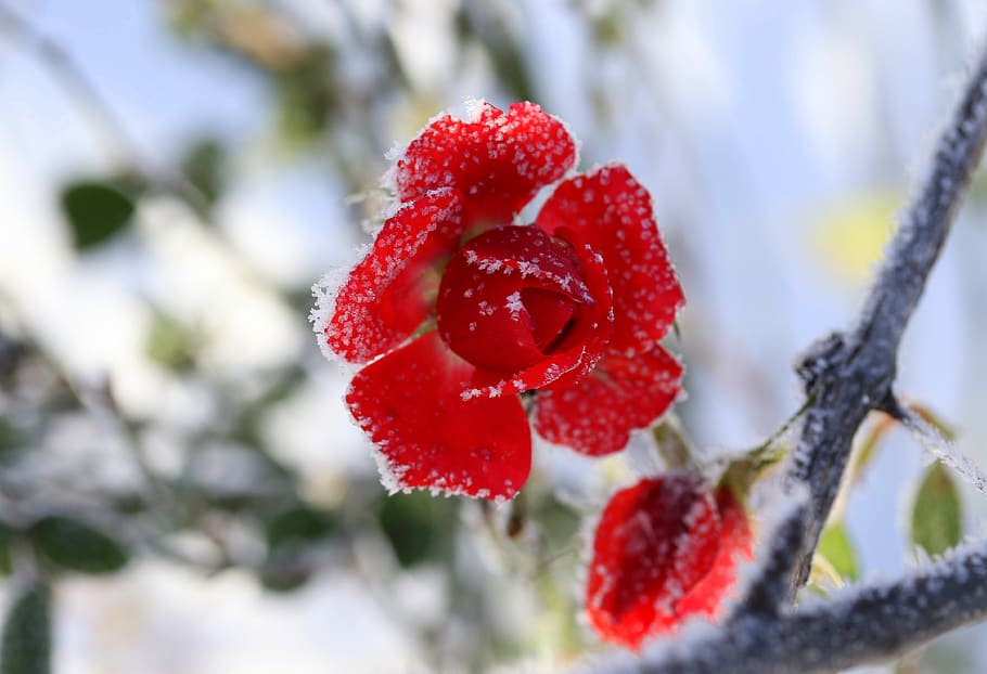 Wallpaper flower winter frosen images for desktop section цветы   download
