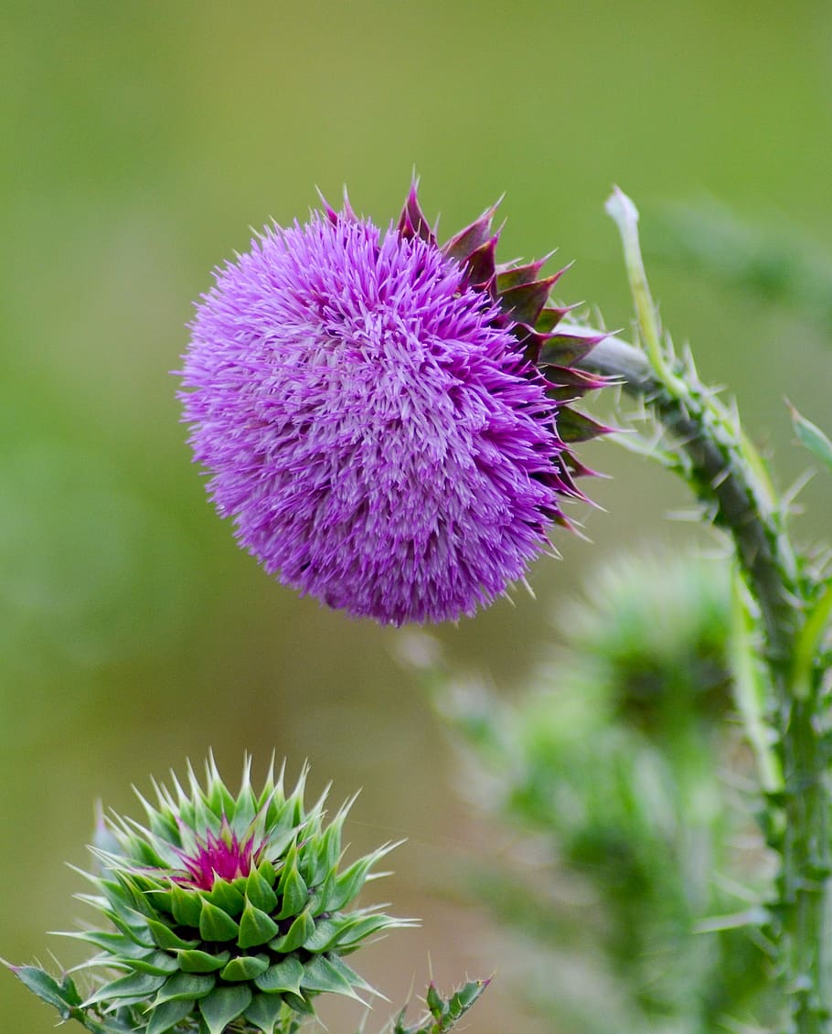 flower, violet, nature, flora, purple, flowering plant, freshness HD wallpaper