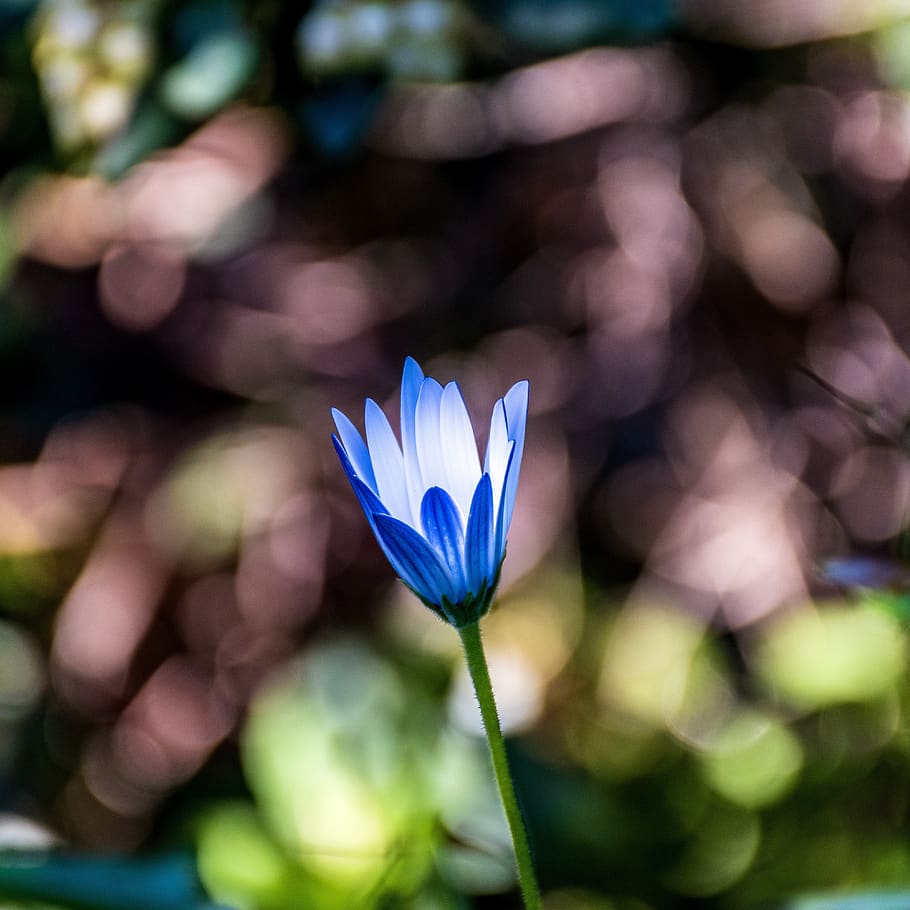 tulip, macro, flower, blue, illuminated, morning light, garden HD wallpaper