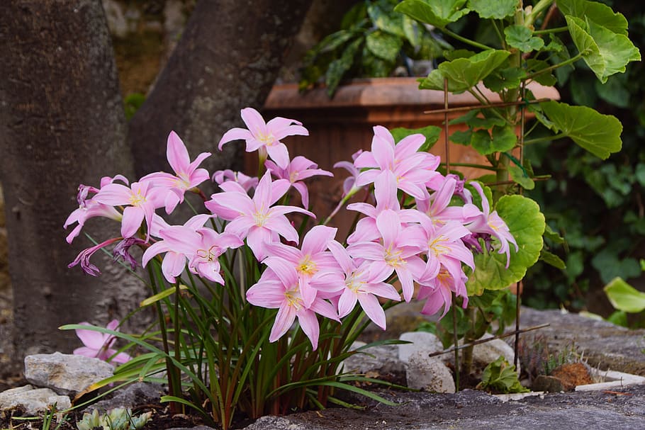 flower, violet, garden, spring, flowers, summer, plant, nature HD wallpaper