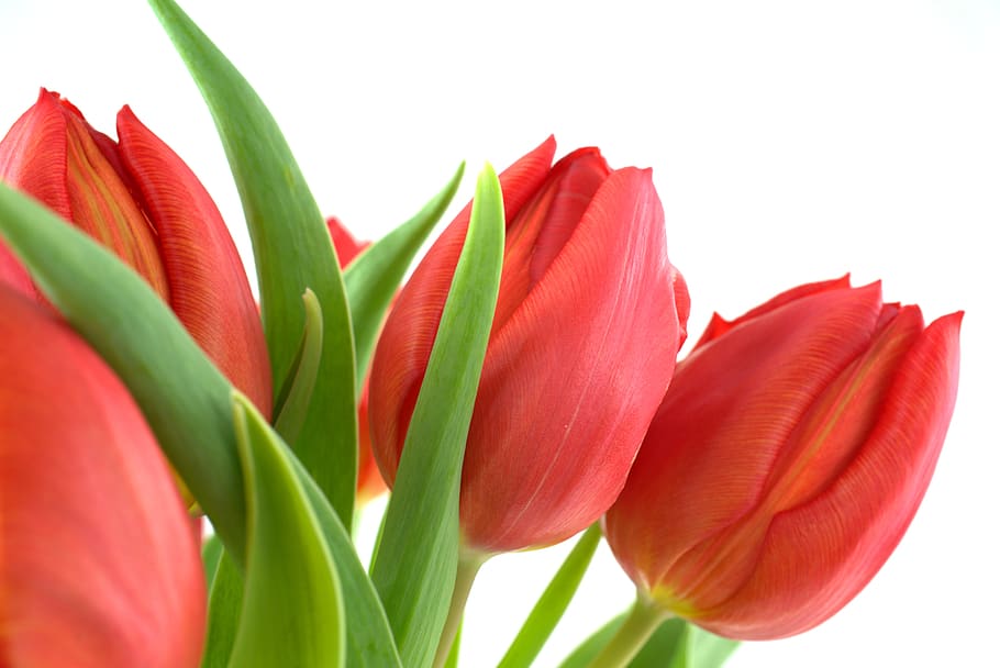 tulip, spring, flower, blossom, bloom, garden, spring flowers HD wallpaper