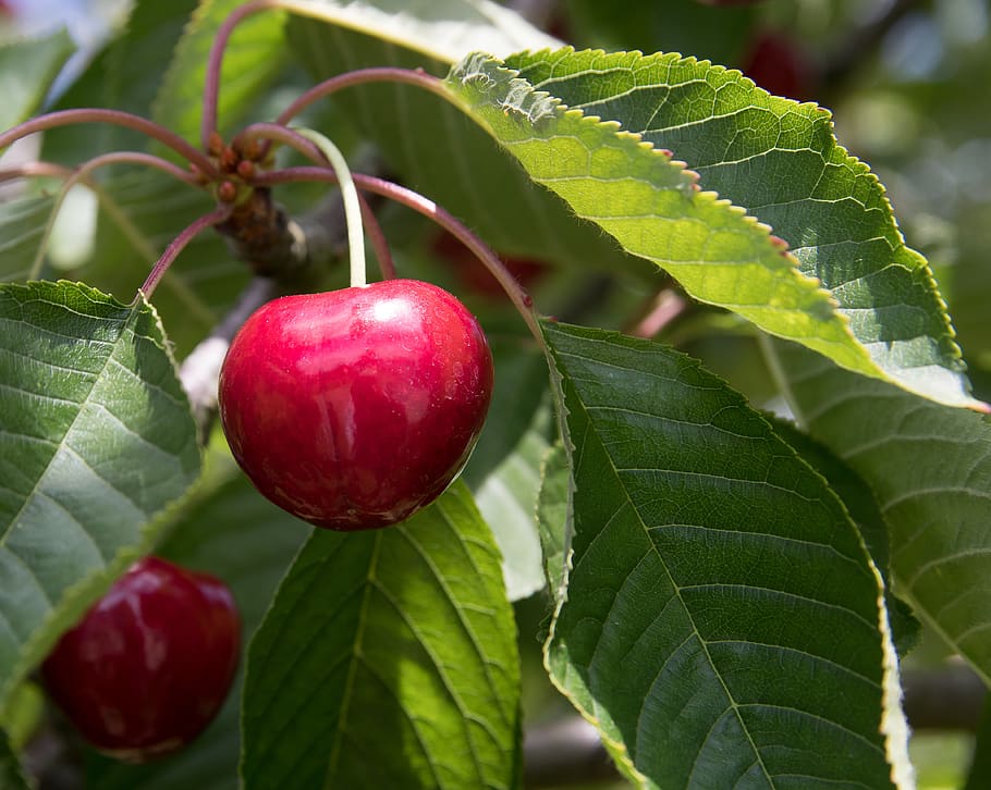 cherry, cherry tree, ripe, stone fruit, red, summer, sweet HD wallpaper