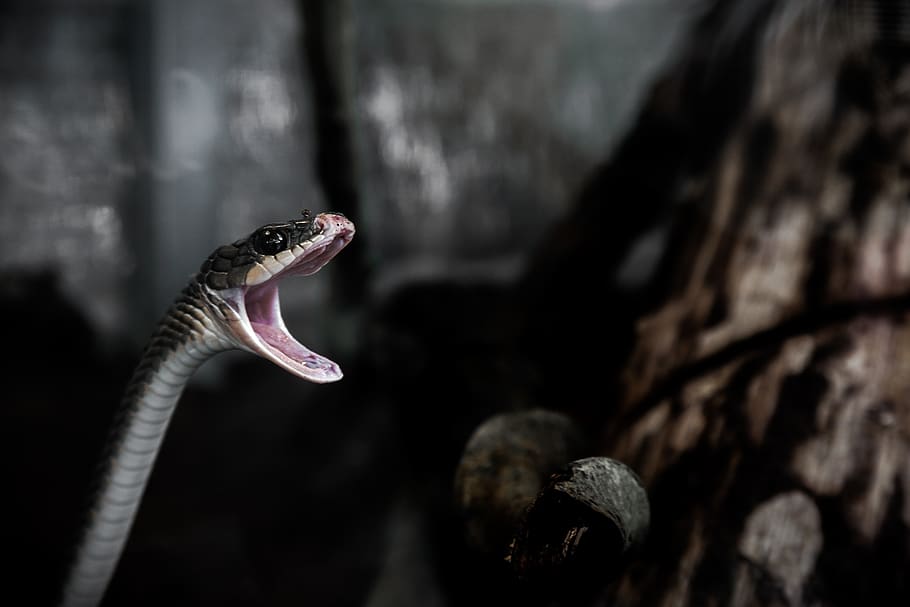 Grey and Brown Snake Opening Mouth, animal, animal themes, one animal HD wallpaper