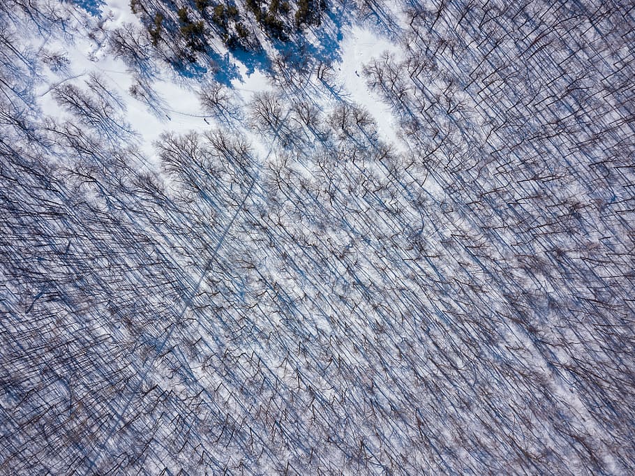 trees, forest, winter, full frame, backgrounds, textured, pattern HD wallpaper