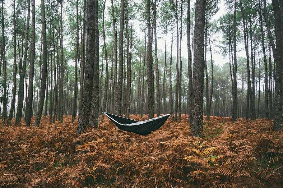 black hammock under green trees, forest, land, plant, tranquility HD wallpaper
