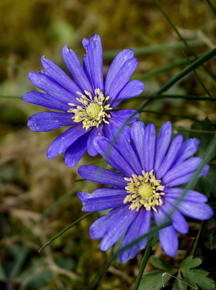 anemone, flower, spring, violet, natural, plant, purple, flowering plant HD wallpaper