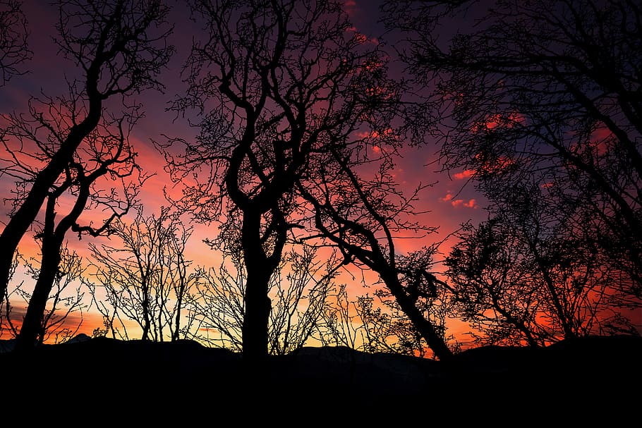 sunset, forest, landscape, nature, trees, evening, outdoors HD wallpaper