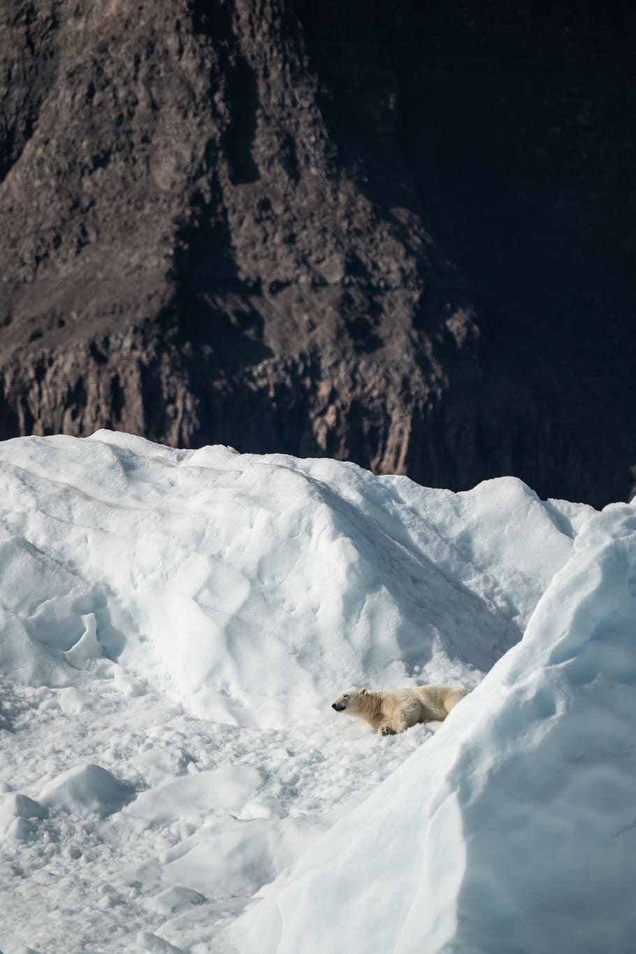 polar bear lying on snow, winter, cold temperature, nature, no people HD wallpaper