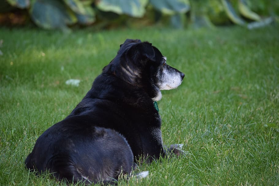 dog, black, animal, canine, attention, dedication, waiting HD wallpaper