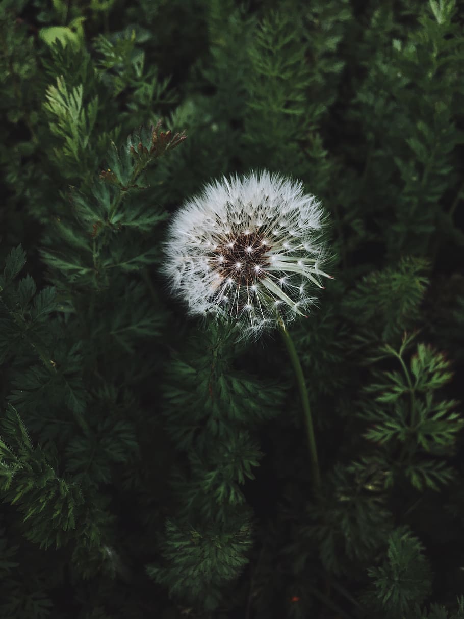 plant, fragility, flower, growth, vulnerability, flowering plant HD wallpaper