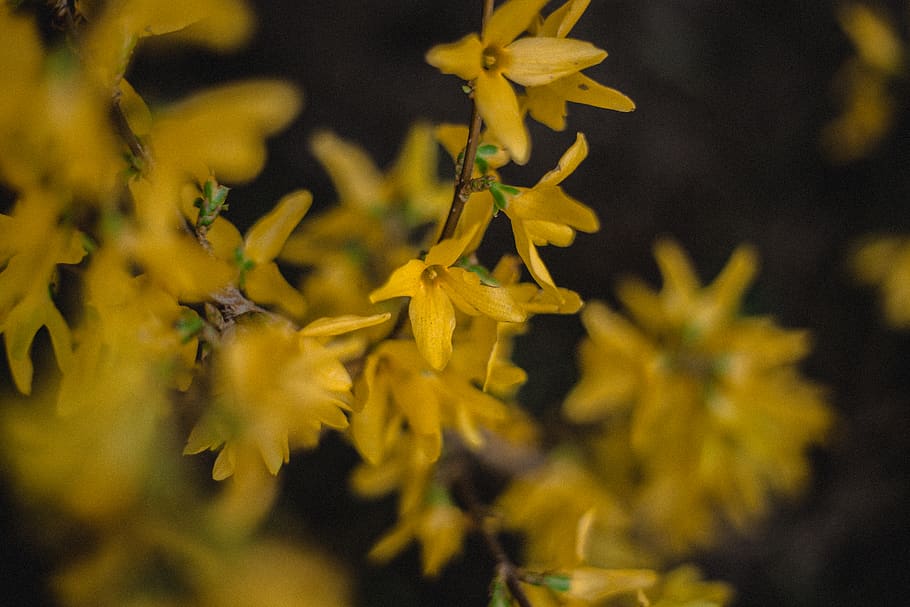 yellow, plant, growth, nature, beauty in nature, close-up, selective focus HD wallpaper