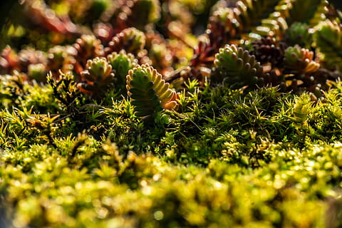 moss, macro, nature, forest, green, close up, forest floor HD wallpaper