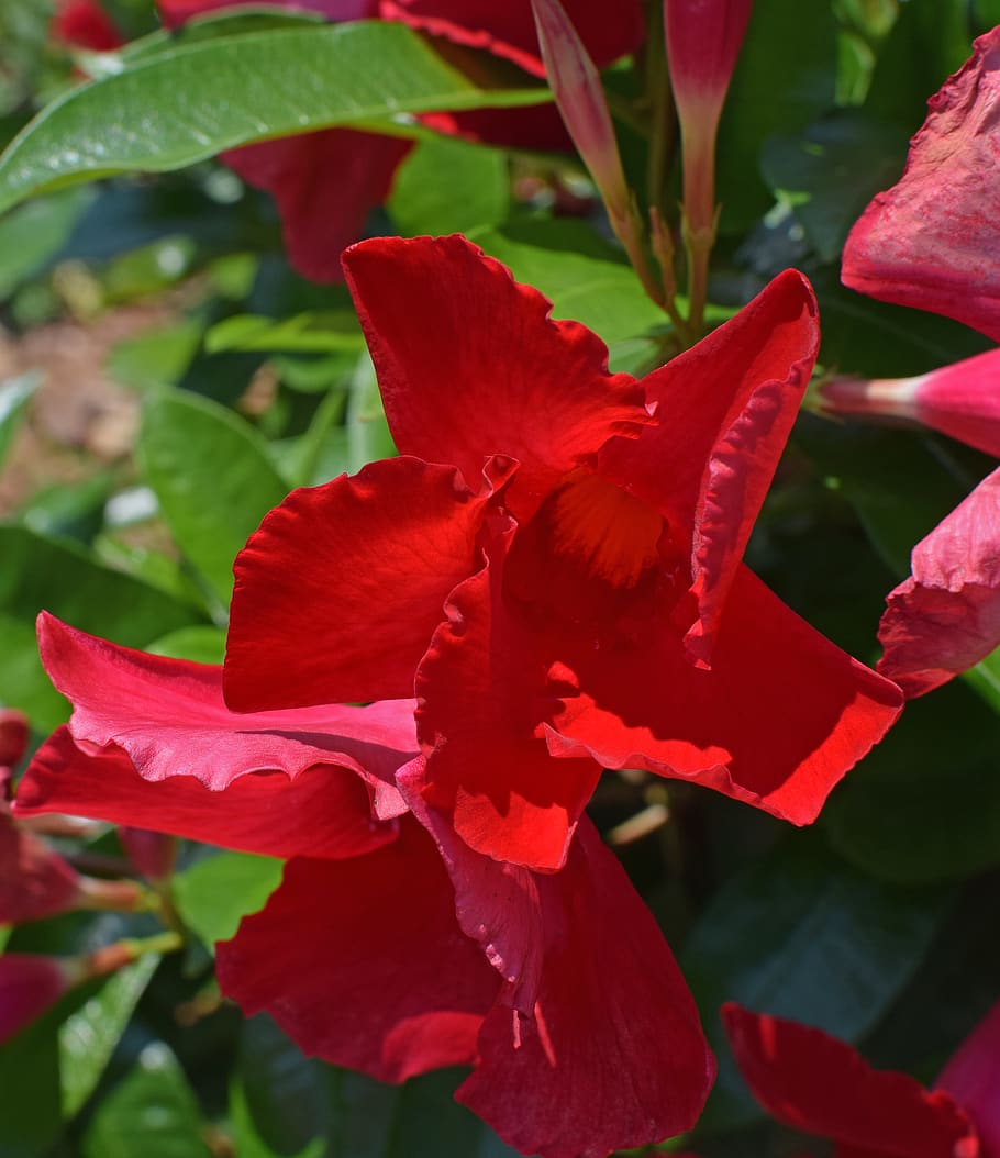 united states, oak ridge, red, nature, tropical, mandevilla, HD wallpaper