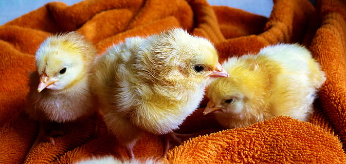 Three Yellow Chicks, animals, chicken, cute, easter, HD wallpaper HD wallpaper