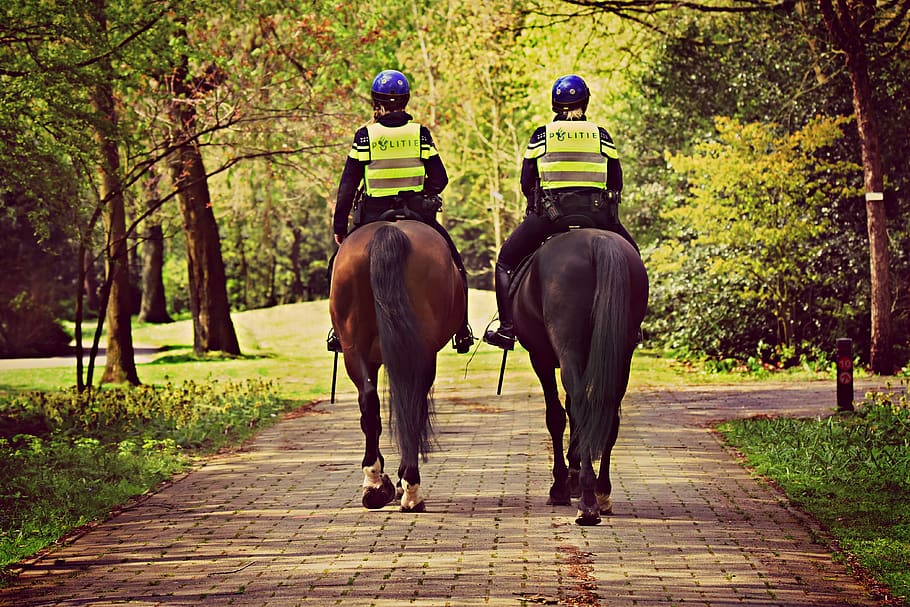 mounted police, horse, rider, law, safety, law and order, patrol, HD wallpaper