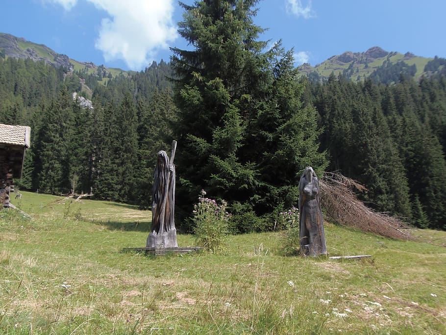 tree, plant, fir, abies, tree stump, conifer, pozza di fassa