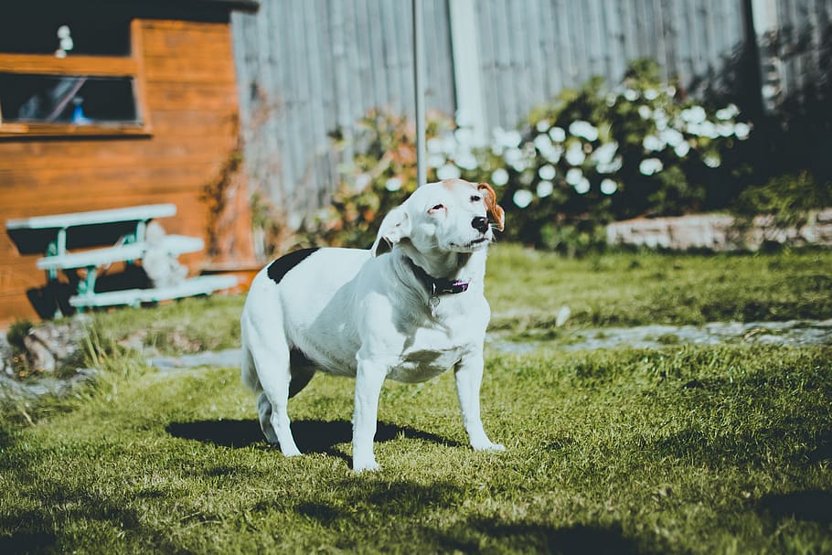 Dog Standing on Lawn Grass, adorable, animal, animal photography, HD wallpaper