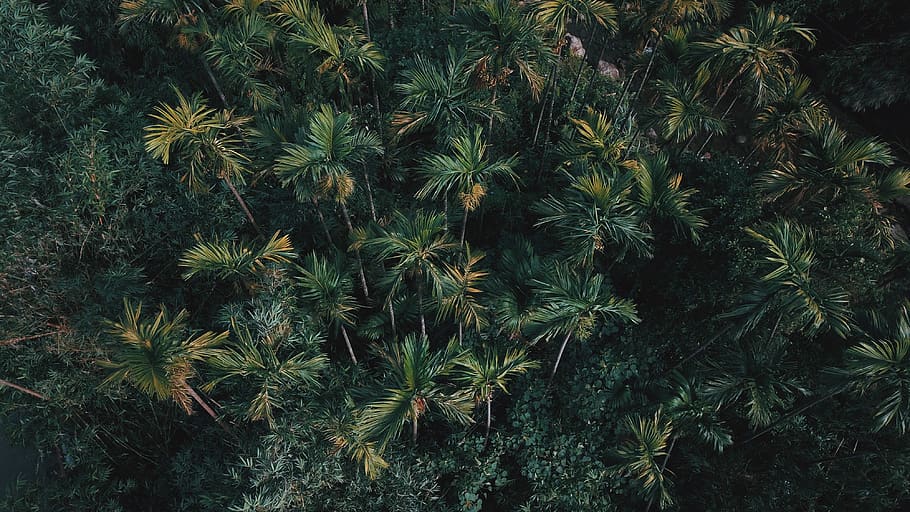 trees, palm, forest, green, nature, landscape, drones, dji, HD wallpaper