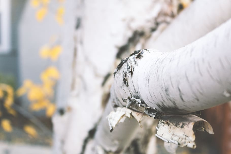 white tree branch, bird, animal, plant, birch, paper, bark, autumn HD wallpaper