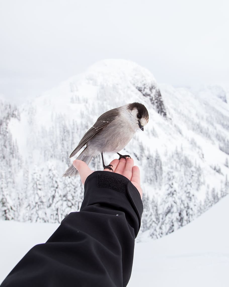 hand, bird, fly, activity, brave, ice, snow, mountain, landscape HD wallpaper