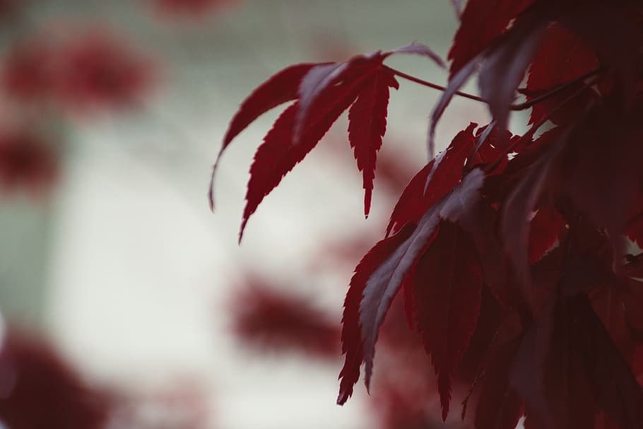 Shallow Focus Photography Of Red Leaves, macro, plant, tree, close-up HD wallpaper
