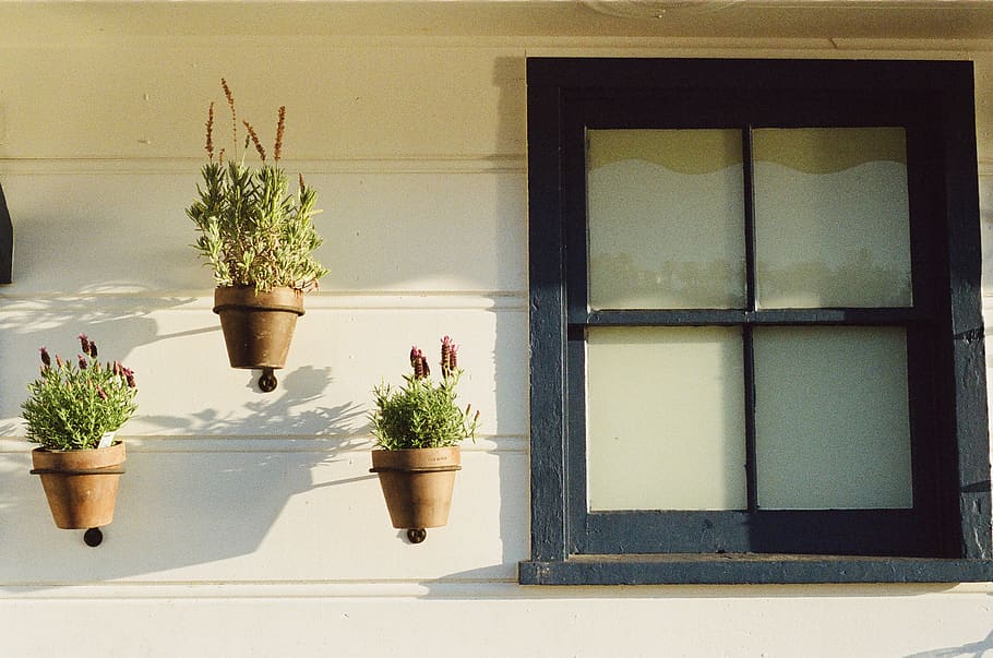 Green Potted Plants Beside Glass Window, flowerpots, growth, nature HD wallpaper