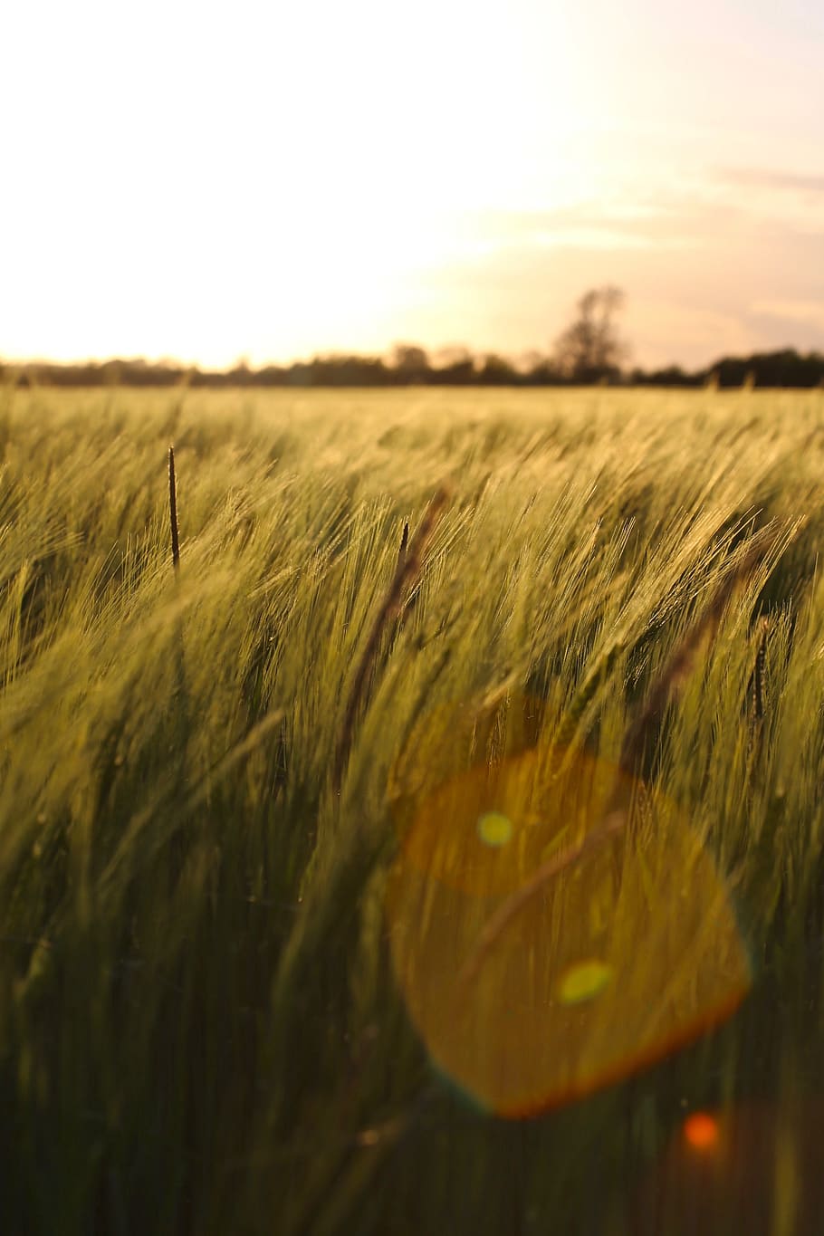 green grass, united kingdom, histon, field, outdoors, grassland HD wallpaper