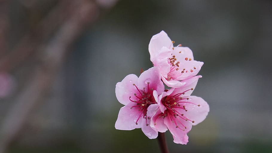 peach tree, spring, pink, garden, nature, plant, flower, bloom HD wallpaper