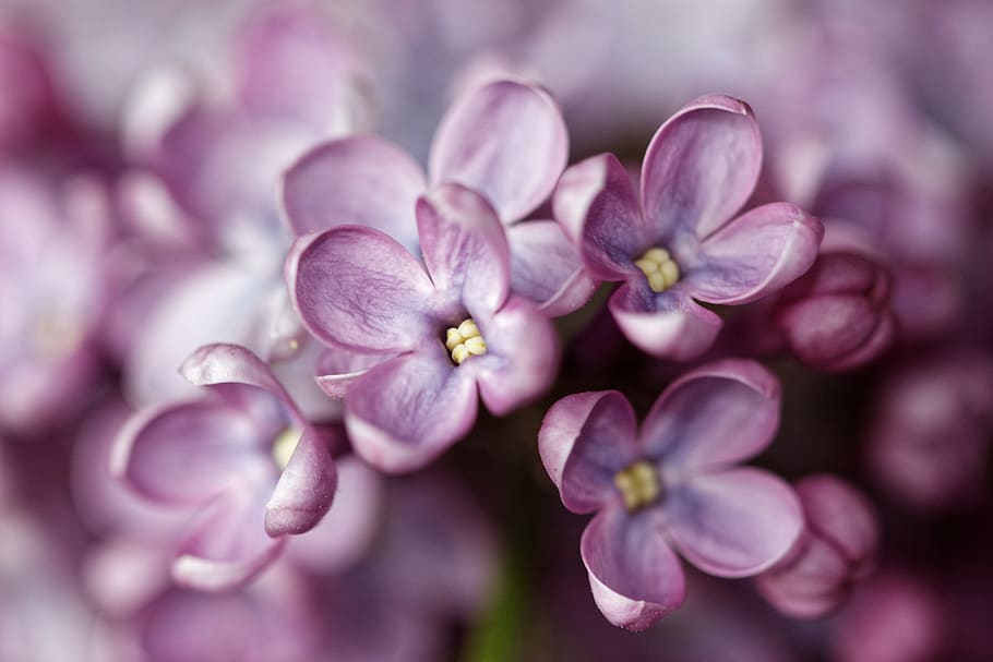 close view of pink encrusted flowers, plant, blossom, lilac, geranium, HD wallpaper
