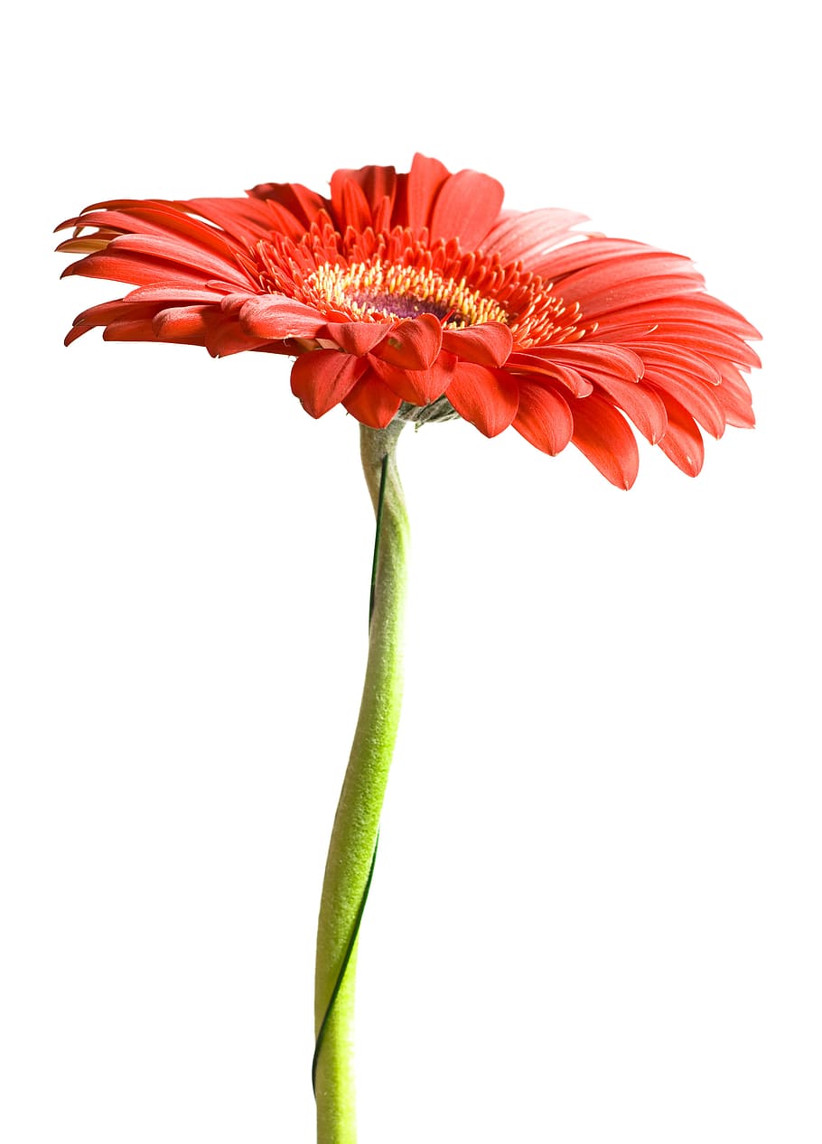 flower, gerbera, red, white, background, spring, macro, stem, HD wallpaper