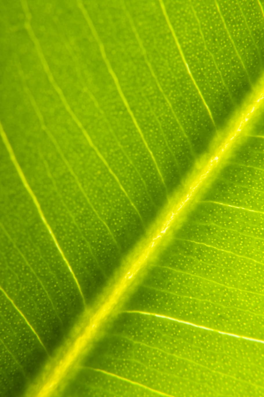 background, botany, flora, floral, flores, foliage, green, growing HD wallpaper