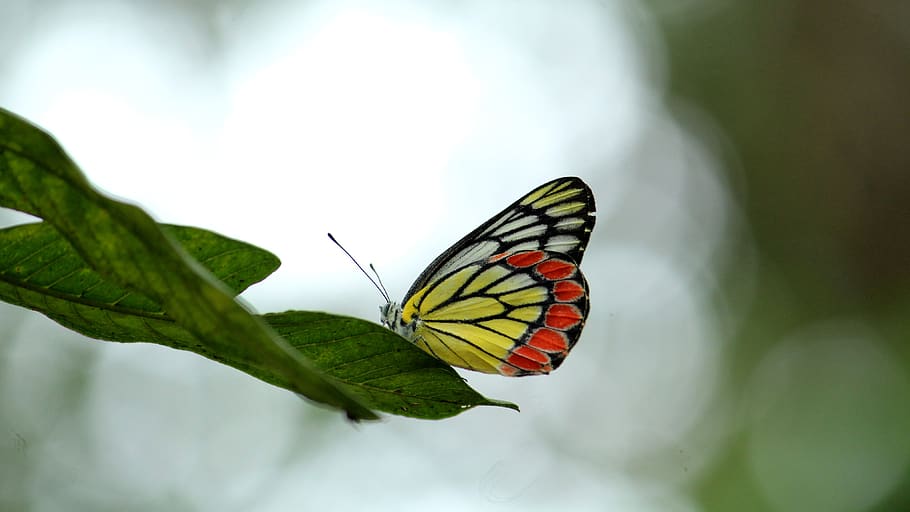 butterfly, jezebel, colorful, nature, summer, spring, yellow, HD wallpaper