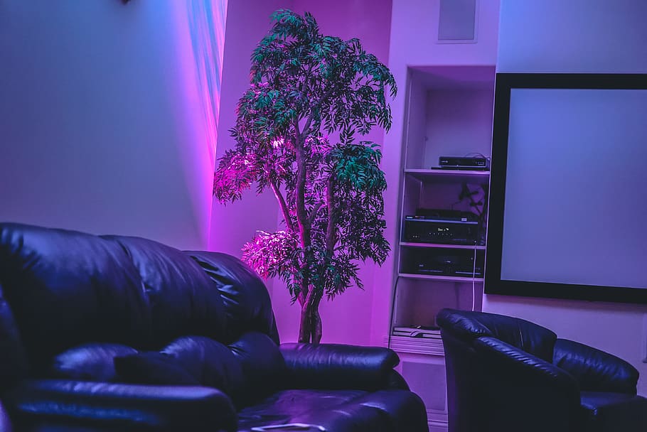 work, workplace, tree, furniture, indoors, sofa, domestic room HD wallpaper