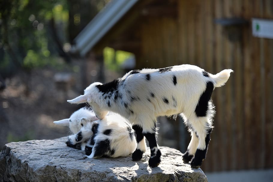 kitz, kid, two, goats, spotted play, paarhufer, rock, young animals HD wallpaper