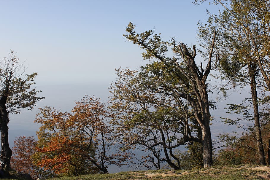 forest, trees, plant, sky, growth, tranquility, beauty in nature HD wallpaper