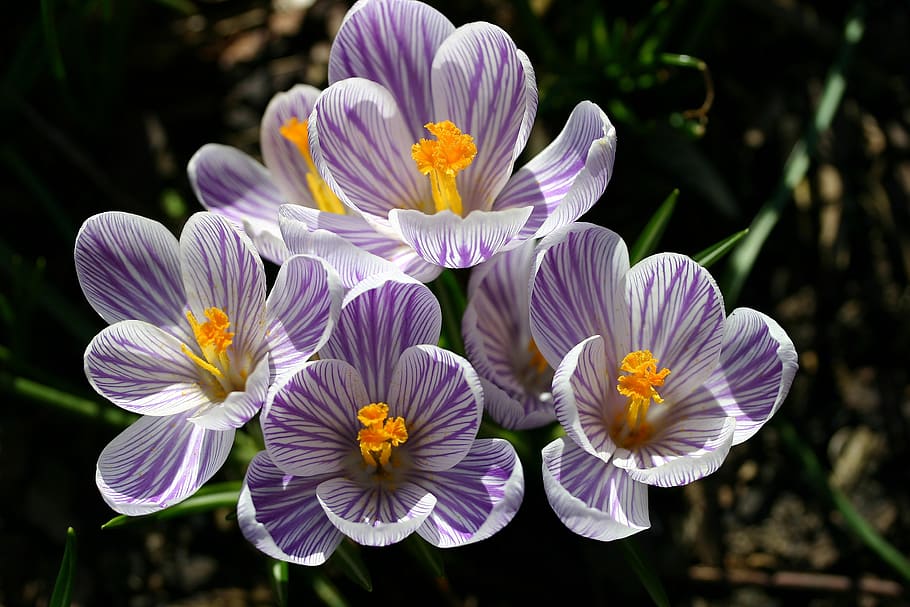 crocus, spring, close up, plant, nature, flower, flowering plant HD wallpaper