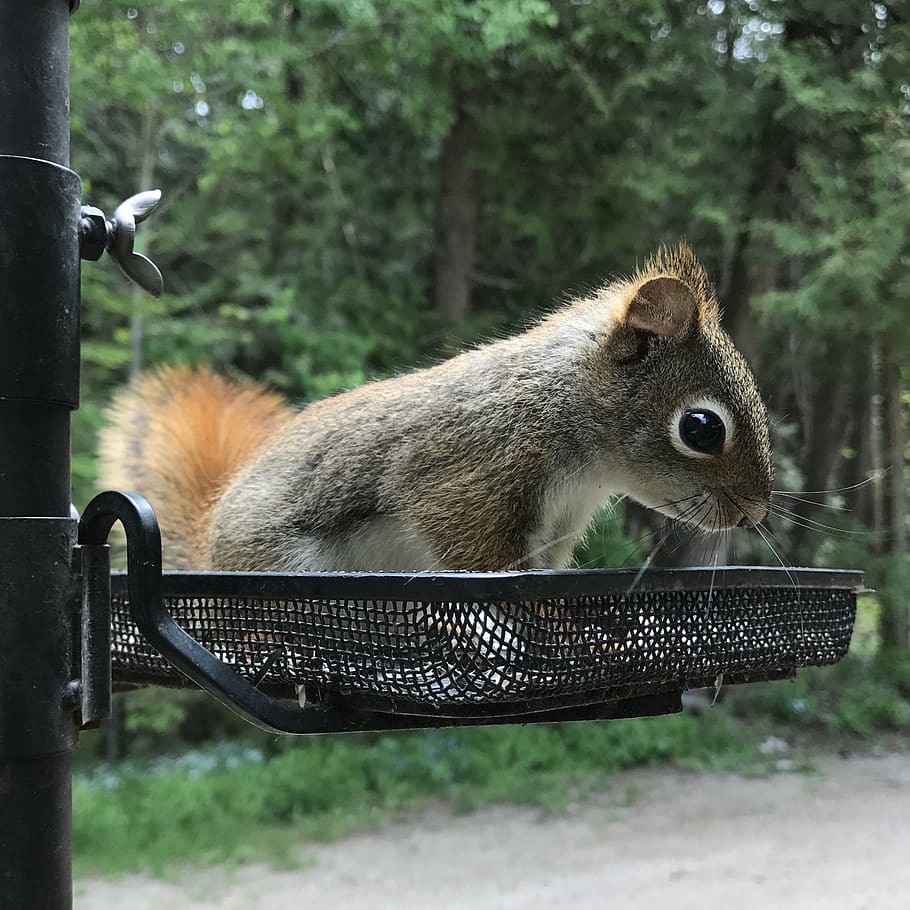 wildlife, animal, squirrel, mammal, one animal, animal wildlife HD wallpaper
