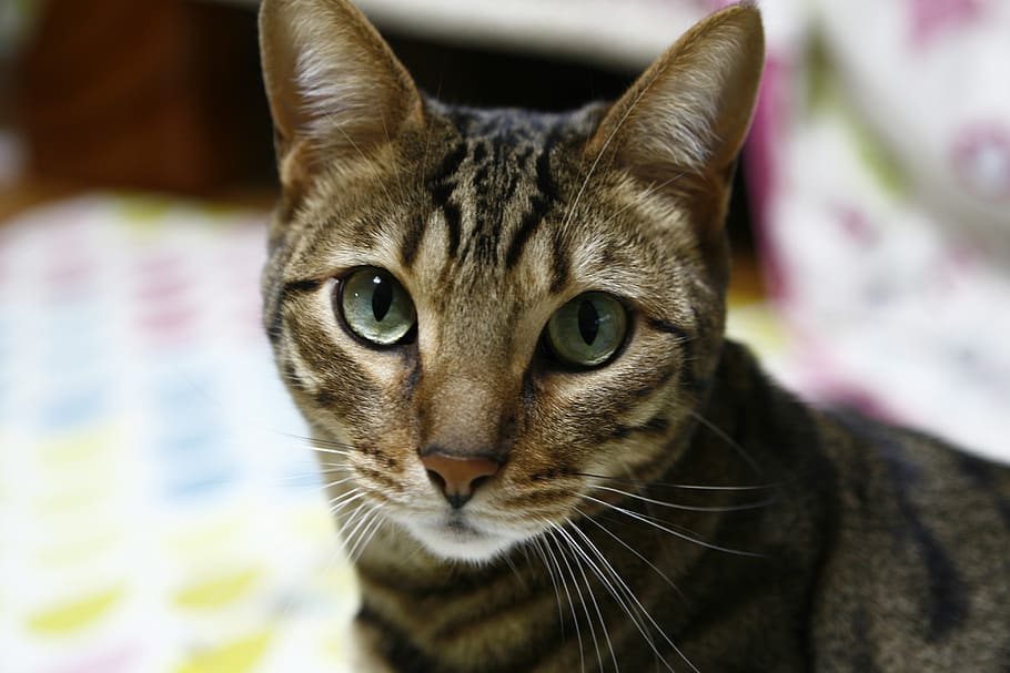 cat, bangal, mammal, domestic animals, one animal, pets, feline HD wallpaper