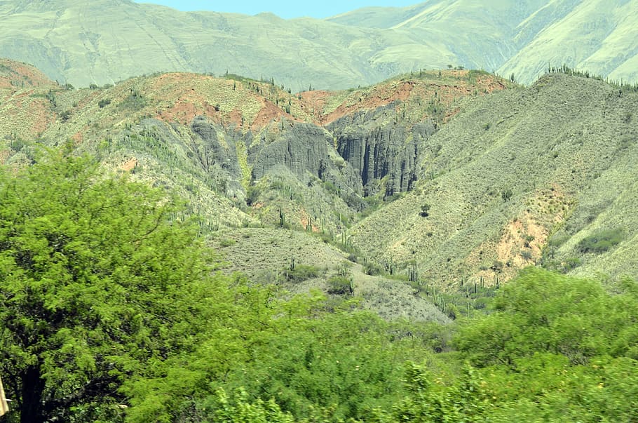 argentina, salta, green, threes, hill, wood, lanscape, beauty in nature HD wallpaper