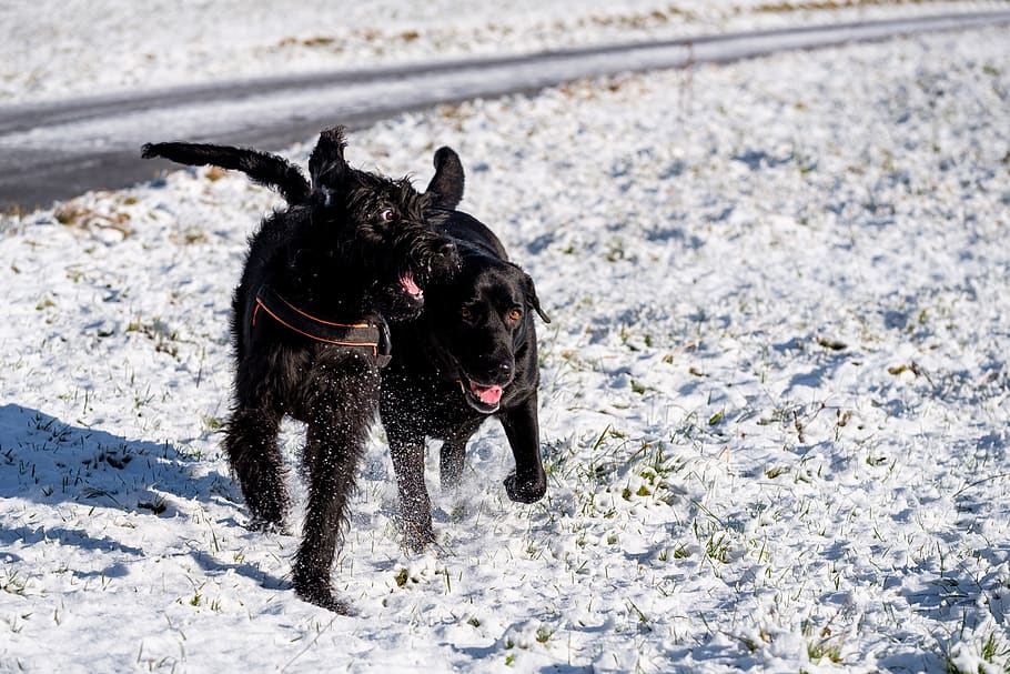 dogs, play, fun, pet, labradoodle, riesenschnauzer, labrador, HD wallpaper