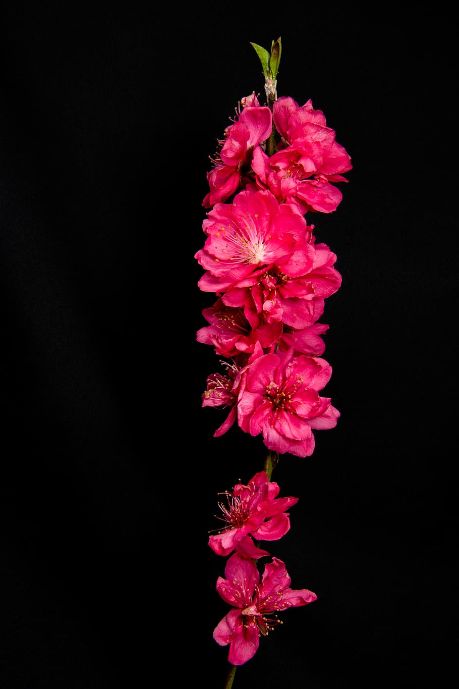 pink-petaled flowers, plant, blossom, geranium, spring, blossoms HD wallpaper