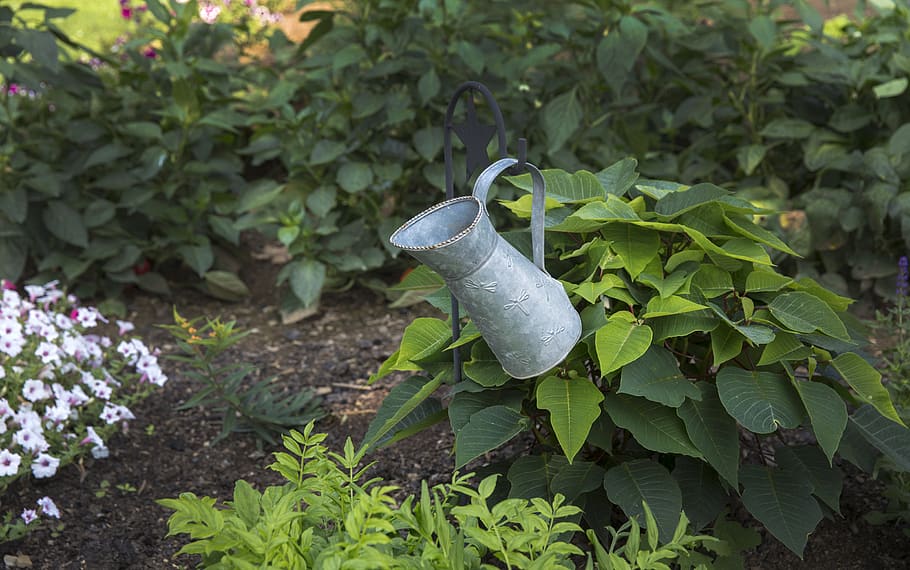 gray watering can, plant, growth, green color, leaf, plant part HD wallpaper