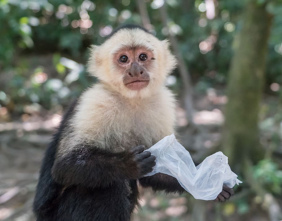white-headed capuchin, monkey, mammal, primate, portrait, cute