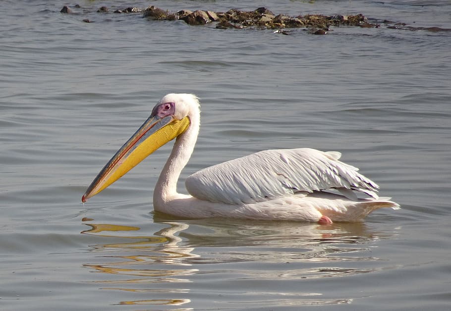 bird, wildlife, pelican, nature, great white pelican, pelecanus onocrotalus, HD wallpaper