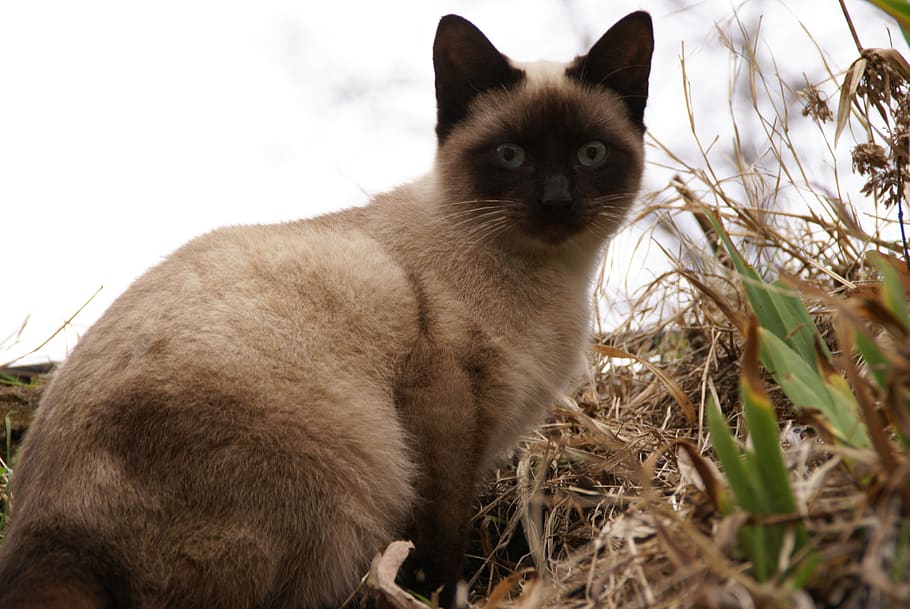 animale, cat, pets, kitten, feline, domestic, mammal, domestic cat HD wallpaper